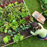 gardener