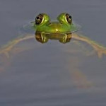 Frog in pond