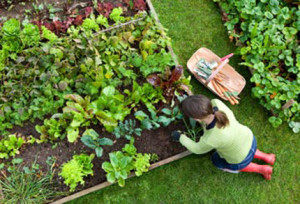 gardener