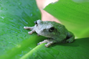 Vandy Frog