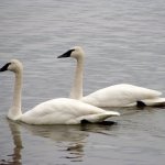 Trumpeter Swans